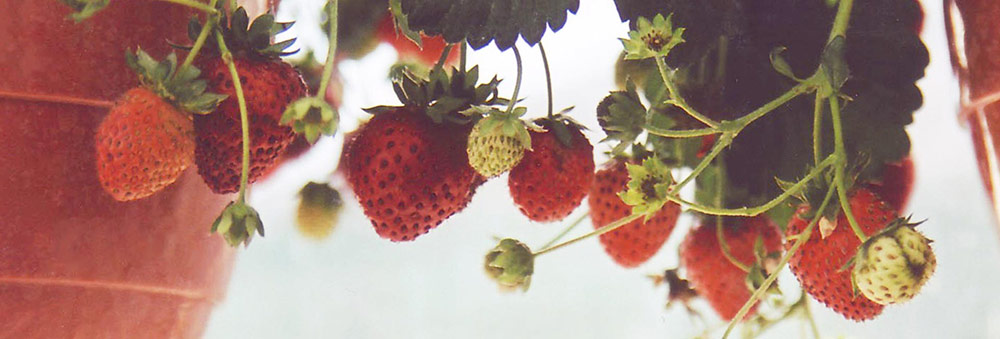 Erdbeeren