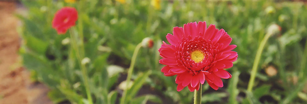 Pinke Gerbera