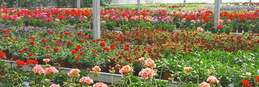 Balkonpflanzen Pelargonien