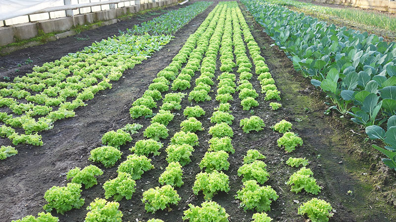 Lollo Bianco Kohlrabi